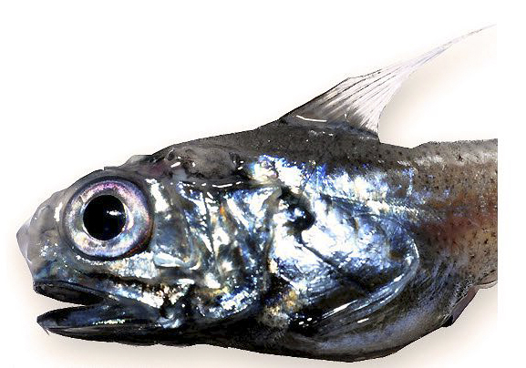 Hymenocephalus italicus_33442